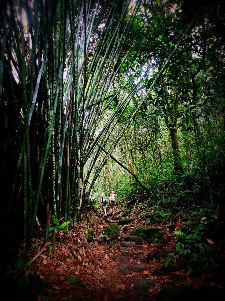Bambus Gargul Gaj Gartex